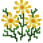 Aurikel
