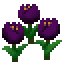 Römertulpe