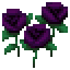 Schwarzrose