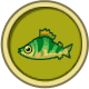 yellow-perch.png
