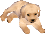 labrador.png