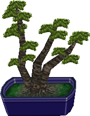mugho-bonsai.png