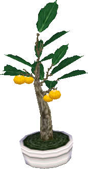 palmen-bonsai.png