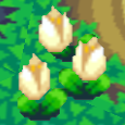 triumphtulpe.png