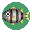 Zebrabuntbarsch
