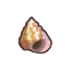 sea-snail shell