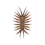 house centipede