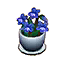 blue violets