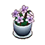 white violets
