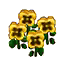 yellow pansies