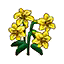 Pyrenäenlilie