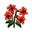 Rotlilie