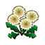 dandelion puffs
