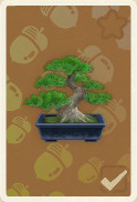 kiefern-bonsai.png