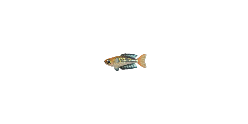 regenbogenfisch.png