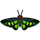troides_brookiana.png
