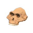 ftrfossilaustralopithecus.png