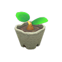 seedhibiscusyellow.png
