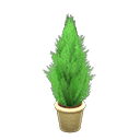 ftrplantgoldcrest_remake_2_0.png
