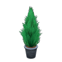 ftrplantgoldcrest_remake_3_0.png