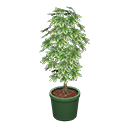 ftrplantschefflera_remake_2_0.png