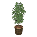 ftrplantschefflera_remake_3_0.png
