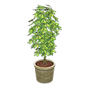 ftrplantschefflera_remake_4_0.png