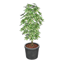 ftrplantschefflera_remake_5_0.png