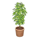 ftrplantschefflera_remake_6_0.png