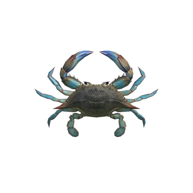 gazami-krabbe.png