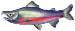 lachs.png