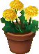 Löwenzahn