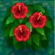redhibiscus.png