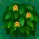 yellowhibiscus_knospen.png