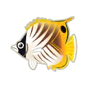 faehnchen-falterfisch.png