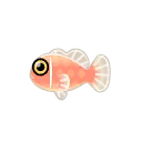 rose-anemonenfisch.png