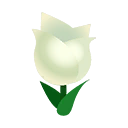 tulpe-weiss.png