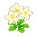 weiss-butterblumen.png