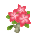 pink-frangipani.png