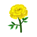 gelb-ringelblumen.png