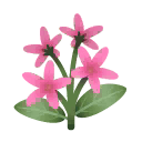 rosa-jasmin.png