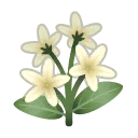 weiss-jasmin.png