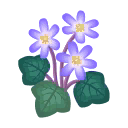 lila-leberbluemchen.png