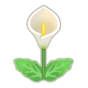weiss-calla-lilien.png