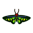 troides_brookiana.png
