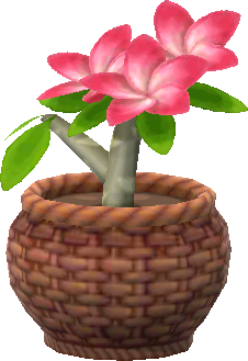 pink-frangipani_topfpflanze_.png