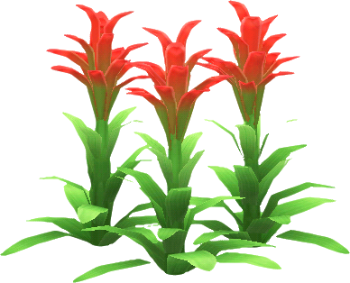 rot-guzmania.png