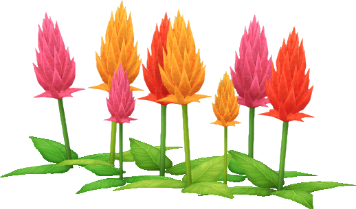 bunt-celosia-blumen.png