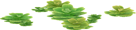 markt-wassersalat.png