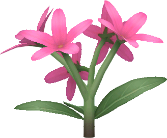 rosa-jasmin.png
